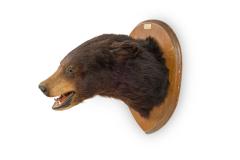 American Country Taxidermy Bear Bust Wall Plaque - 4408023