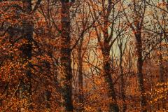 American Landscape Painting of Beech Woods in Autumn by William Snyder - 4487377