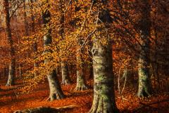 American Landscape Painting of Beech Woods in Autumn by William Snyder - 4487378