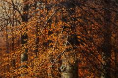 American Landscape Painting of Beech Woods in Autumn by William Snyder - 4487379