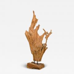 American Mid Century Wild Asian Teak Tree Root Sculpture - 4247493