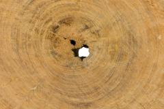 American Petried Wood Table Sculpture - 4668229