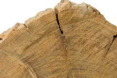 American Petried Wood Table Sculpture - 4668232