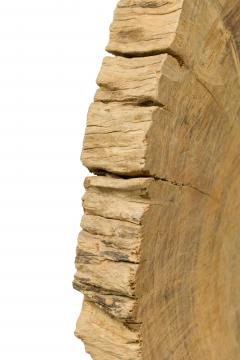 American Petried Wood Table Sculpture - 4668233