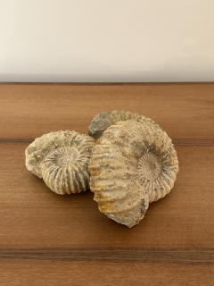 Ammonite Fossil - 3474818
