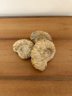 Ammonite Fossil - 3474819