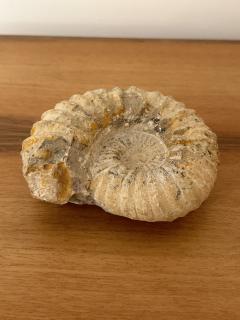Ammonite Fossil - 3474822
