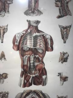 Anatomical prints by Doctor Bourgery and artist Jacob - 793945