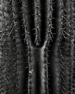 Andrew Johnson Limited Edition Prints from Desert Bellows A Saguaro Series by Andrew Johnson - 3814398