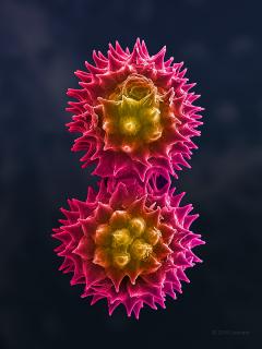 Andrew Paul Leonard Goldenrod Pollen Electron Microscope Photograph by Andrew Paul Leonard - 3880194