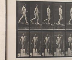 Animal Locomotion Eadweard Muybridge 1887 Plate 113 - 4003478