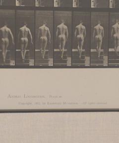 Animal Locomotion Eadweard Muybridge 1887 Plate 88 - 4006422