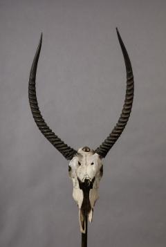 Anthony Redmile Ibex Skull on Stand by Anthony Redmile - 4017082