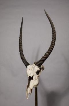 Anthony Redmile Ibex Skull on Stand by Anthony Redmile - 4017087