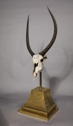 Anthony Redmile Ibex Skull on Stand by Anthony Redmile - 4017096