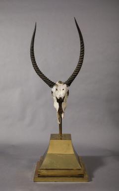 Anthony Redmile Ibex Skull on Stand by Anthony Redmile - 4017098