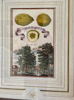 Antique 18th C Johann Christoph Volkhamer Lemon Botanical Engraving Print - 2882292