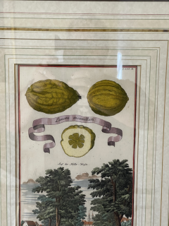 Antique 18th C Johann Christoph Volkhamer Lemon Botanical Engraving Print - 2882319
