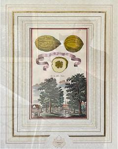 Antique 18th C Johann Christoph Volkhamer Lemon Botanical Engraving Print - 2883289