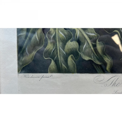 Antique Botanical Print the Dragon Arum by Thornton Robert John C 1804 - 2869774