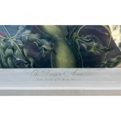 Antique Botanical Print the Dragon Arum by Thornton Robert John C 1804 - 2869809