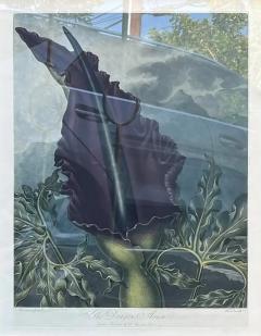 Antique Botanical Print the Dragon Arum by Thornton Robert John C 1804 - 2870433
