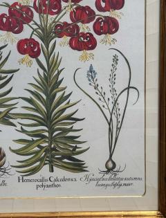 Antique German School Botanical Engraving Print - 3639548