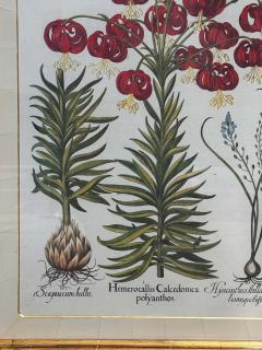Antique German School Botanical Engraving Print - 3639549