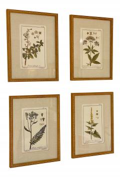 Antique Hand Colored Beautifully Framed Botanical Prints Set of 4 - 1963101