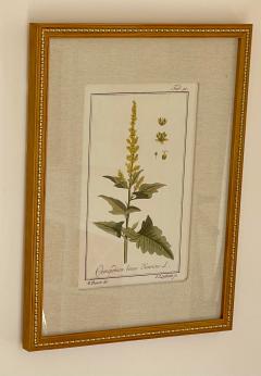 Antique Hand Colored Beautifully Framed Botanical Prints Set of 4 - 1963191