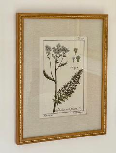 Antique Hand Colored Beautifully Framed Botanical Prints Set of 4 - 1963201