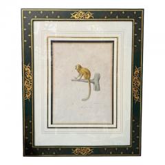 Antique Trobridge Gallery C 1824 Monkey Engraving Print W Chinoiserie Frame - 3536756