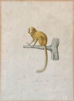 Antique Trobridge Gallery C 1824 Monkey Engraving Print W Chinoiserie Frame - 3537531