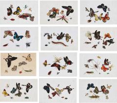 Antique set of twelve Chinese pith paintings depicting butterflies - 3592225