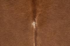 Armchair in Pine with Cowhide Seating Europe 1950s - 4136486