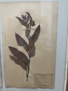 Art Deco Set of 9 Framed Pressed Botanicals - 4103437