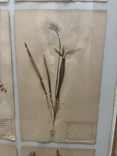 Art Deco Set of 9 Framed Pressed Botanicals - 4103438