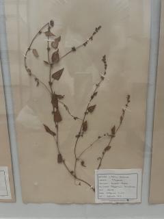 Art Deco Set of 9 Framed Pressed Botanicals - 4103439