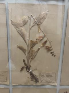 Art Deco Set of 9 Framed Pressed Botanicals - 4103444