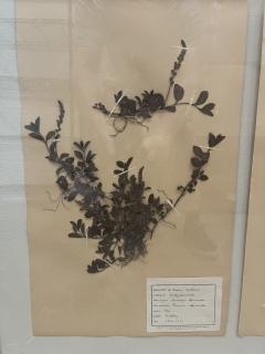 Art Deco Set of 9 Framed Pressed Botanicals - 4103446