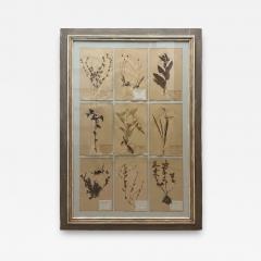 Art Deco Set of 9 Framed Pressed Botanicals - 4104394