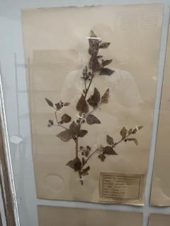 Art Deco Set of 9 Framed Pressed Botanicals - 4103467