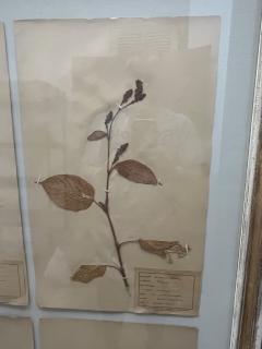 Art Deco Set of 9 Framed Pressed Botanicals - 4103469