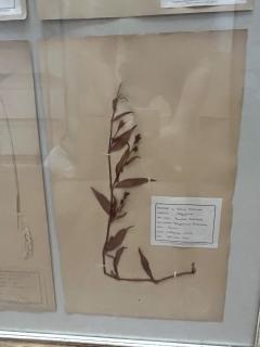 Art Deco Set of 9 Framed Pressed Botanicals - 4103471