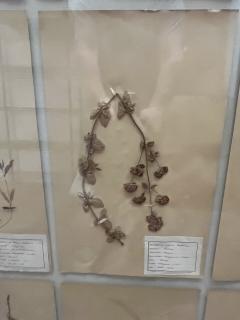 Art Deco Set of 9 Framed Pressed Botanicals - 4103474