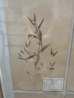 Art Deco Set of 9 Framed Pressed Botanicals - 4103475