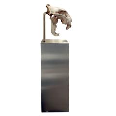 Authentic Tiger Skull Mounted on Brushed Steel Base 1970s - 730093