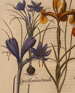 Basilius Besler 17th Century Botanical Engraving Published 1613 - 3077402