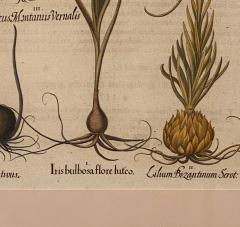 Basilius Besler 17th Century Botanical Engraving Published 1613 - 3077404