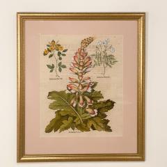 Basilius Besler 17th Century Botanical Engraving Published Nuremburg 1640 - 3077394